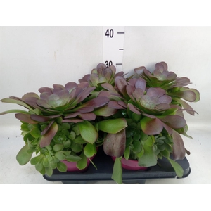 Aeonium arboreum 'Velours'