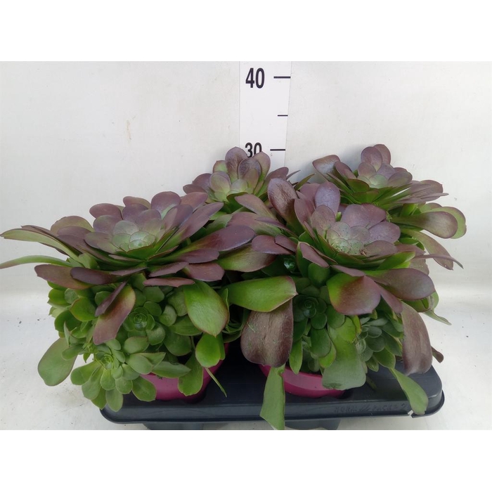 <h4>Aeonium arboreum 'Velours'</h4>