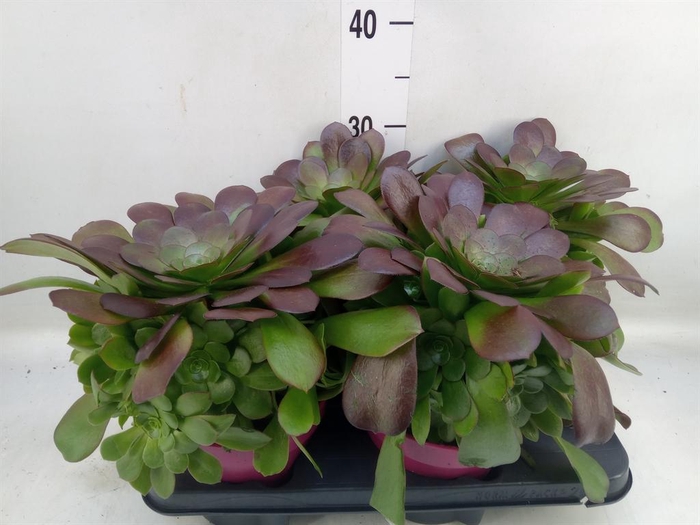 Aeonium arboreum 'Velours'