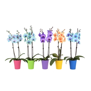 Linge Mix Phal I Am Special Mix 2T14+