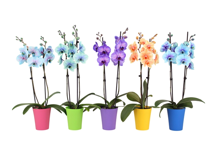 <h4>Linge Mix Phal I Am Special Mix 2T14+</h4>