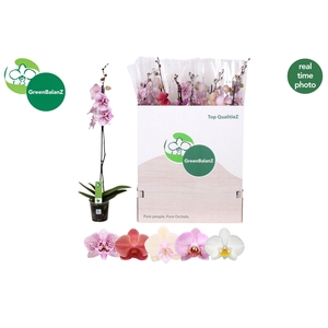 PHAL GEM