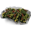 Kalanchoe gevuld gemengd in pot