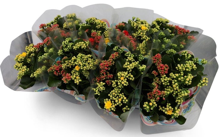 Kalanchoe gevuld gemengd in pot
