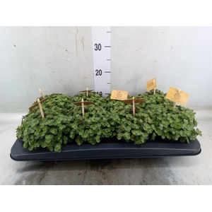 Callisia repens 'Turtle'