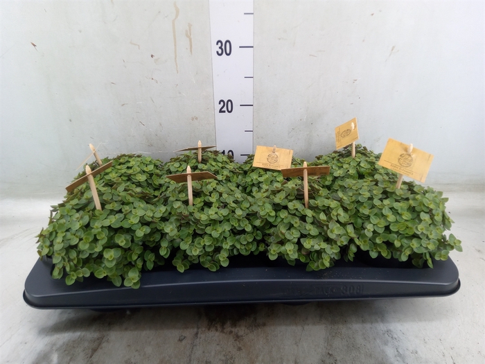 <h4>Callisia repens 'Turtle'</h4>