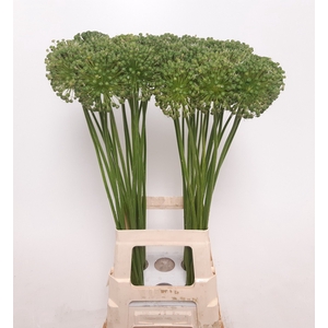 ALLIUM ZAADBOLLEN