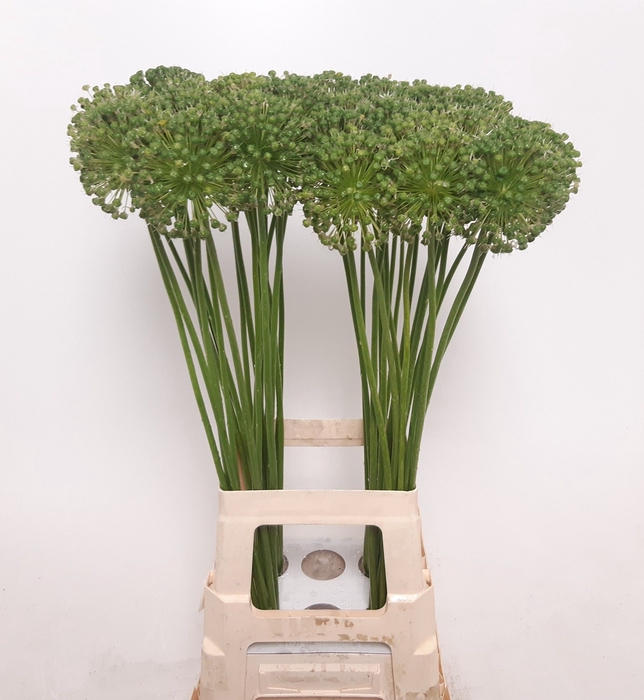 <h4>ALLIUM ZAADBOLLEN</h4>