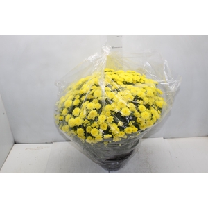 CRISANTEMO BOLA BELGA JASODA C21 AMARELO