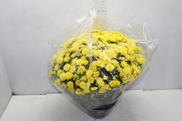 <h4>CRISANTEMO BOLA BELGA JASODA C21 AMARELO</h4>