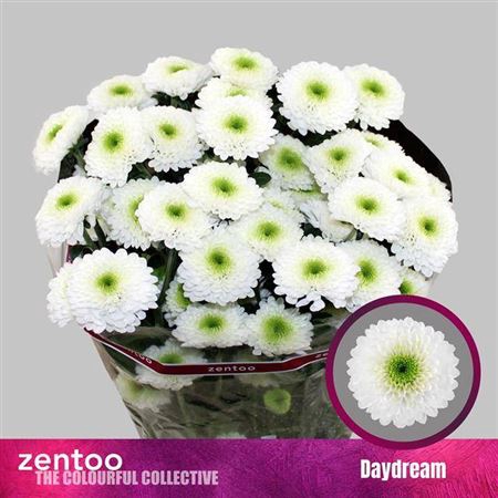 <h4>Chrysanthemum (Indicum Grp) grappe Daydream</h4>