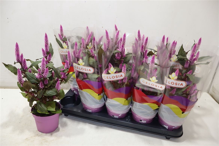 <h4>Cel Merida Pink</h4>