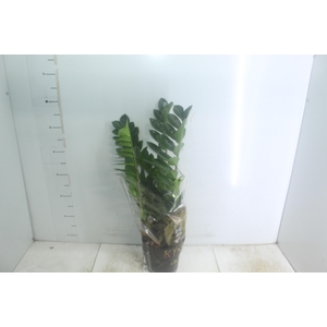 ZAMIOCULCAS P17