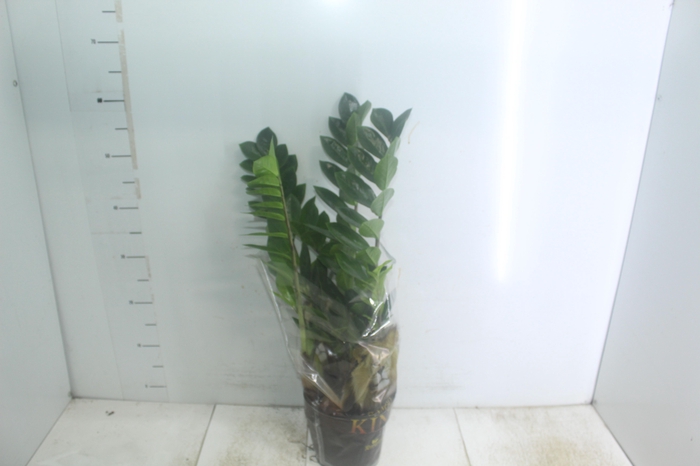 <h4>ZAMIOCULCAS P17</h4>
