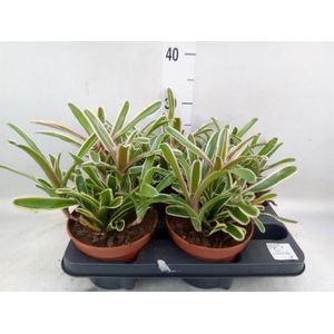 Nidularium  'Fire Ball Striped'