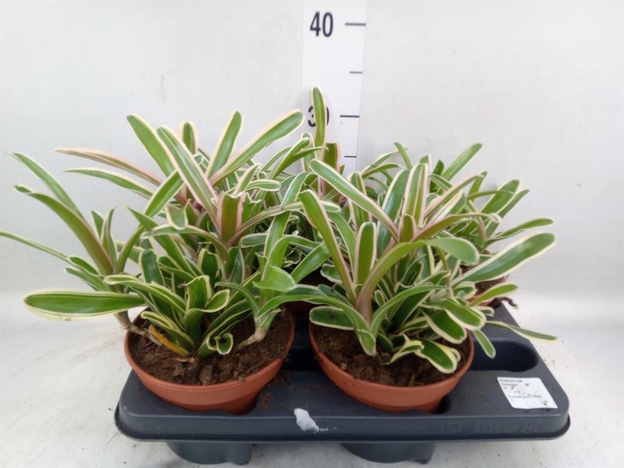 <h4>Nidularium  'Fire Ball Striped'</h4>