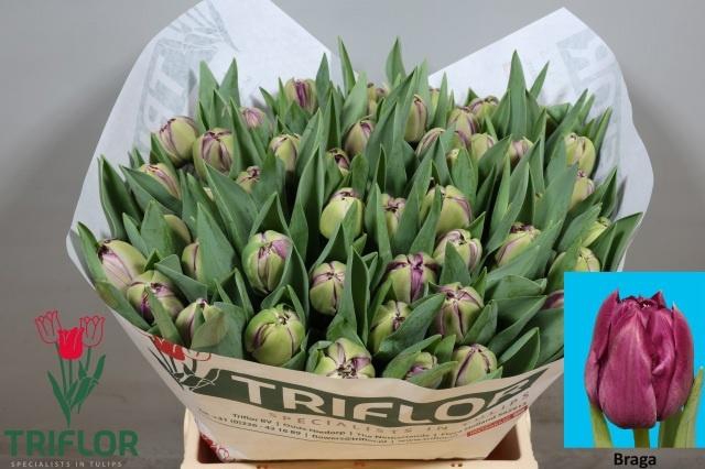 <h4>TU DU BRAGA</h4>