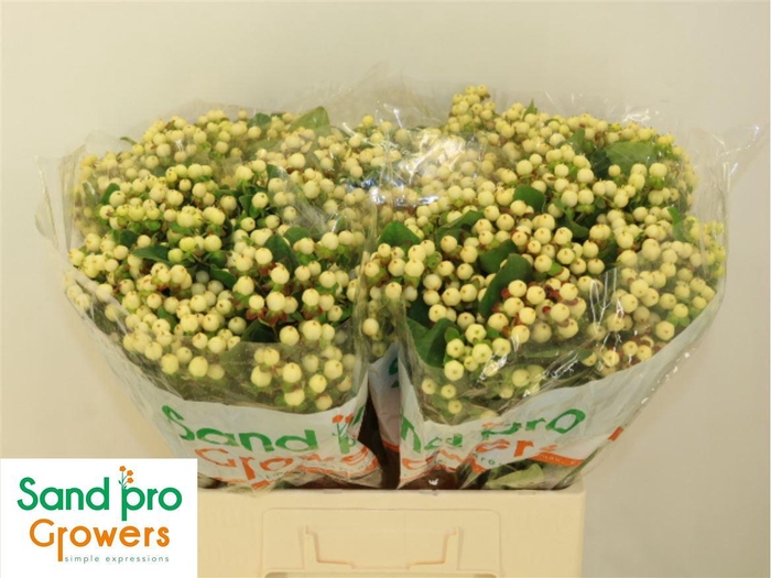 <h4>Hyp Mag Snowprince</h4>