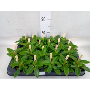 Peperomia pros. 'Pixie'
