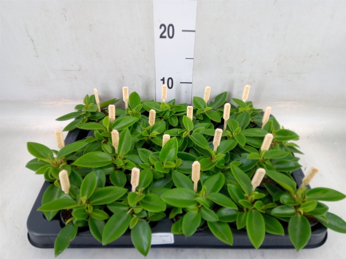 <h4>Peperomia pros. 'Pixie'</h4>