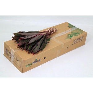 Cordyline Tops Red (air)