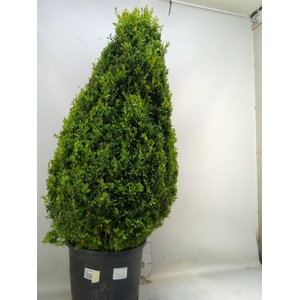 Buxus semp.   ...