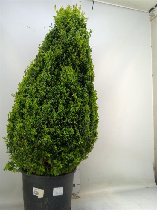 <h4>Buxus semp.   ...</h4>