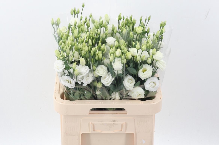 <h4>Eus G Rosi White</h4>