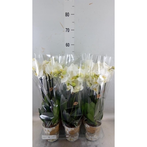 Phalaenopsis   ...white