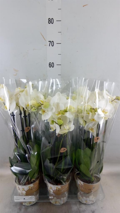 <h4>Phalaenopsis ...white</h4>