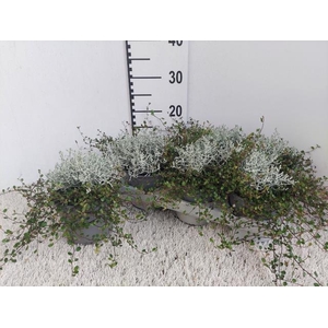 LEUCOPH BROWNII