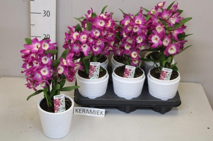 <h4>DEND NOBILE</h4>