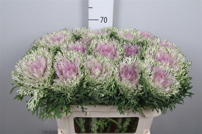 <h4>Brass Crane King</h4>