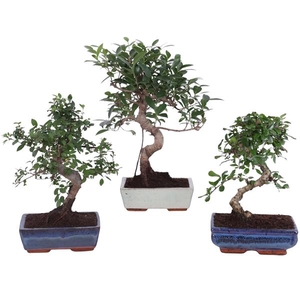 Bonsai Mix in ø20cm Ceramic S-Shape
