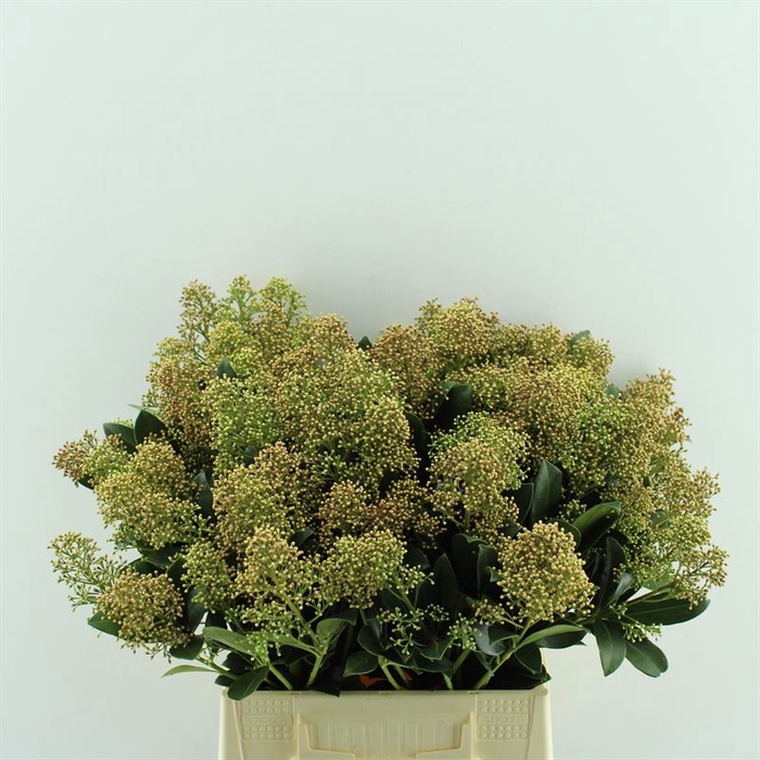 <h4>Skimmia Finchy Orange Glow</h4>