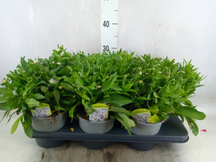 <h4>Leucanthemum sup. 'Snow Lady'</h4>