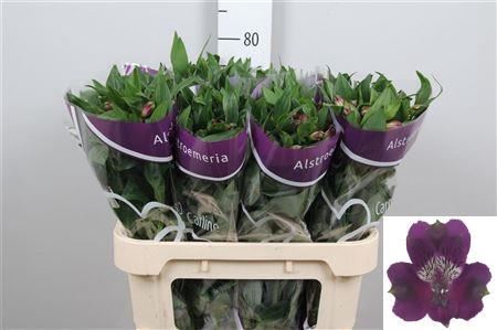 <h4>Alstroemeria  'Carline'</h4>