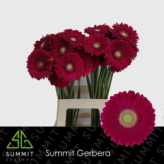 <h4>Gerbera Ambassador Water x40</h4>
