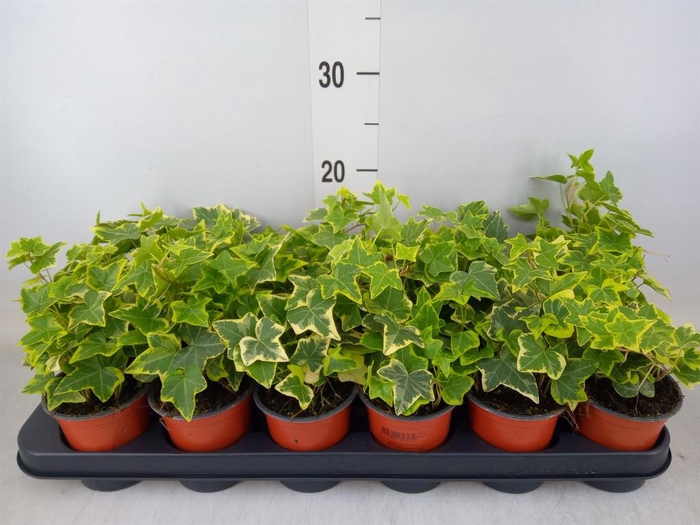 <h4>Hedera helix 'Goldchild'</h4>