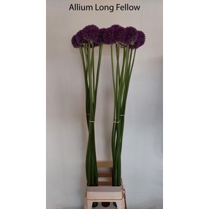 ALLIUM GROOTBLOEMIG