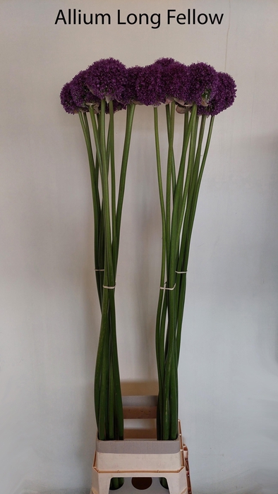 <h4>ALLIUM GROOTBLOEMIG</h4>