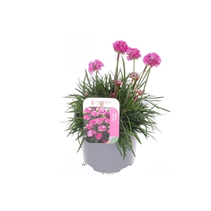 Armeria maritima Splendens