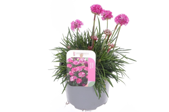 <h4>Armeria maritima Splendens</h4>