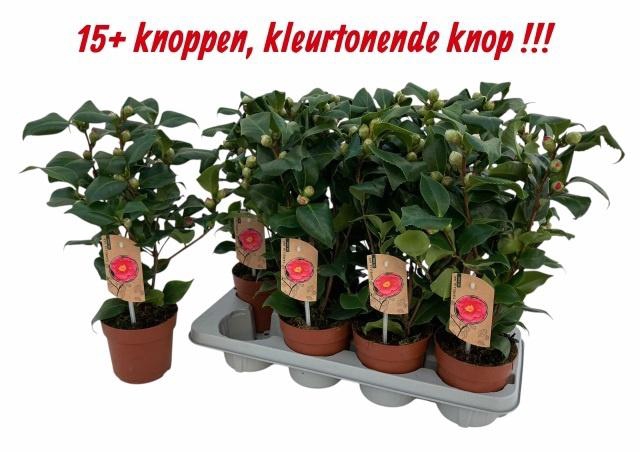 <h4>Came J Dr King P13</h4>