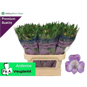 ALSTR ARDENNE