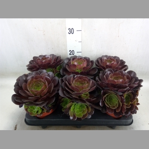 Aeonium arboreum 'Velours'
