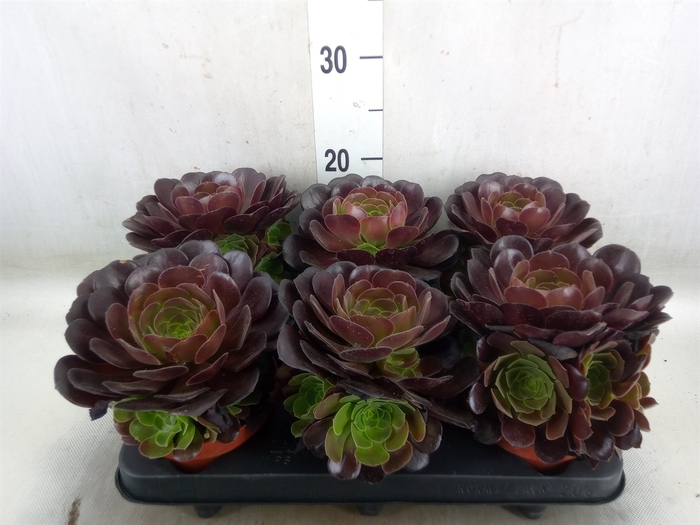 <h4>Aeonium arboreum 'Velours'</h4>