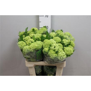 Viburnum Roseum St 4+