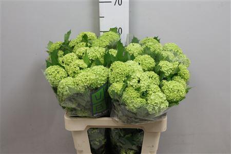 <h4>Viburnum Roseum St 4+</h4>