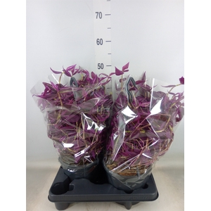 Tradescantia zebr. 'Pink Paradise'